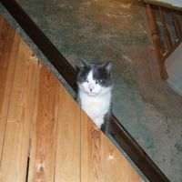 Re: RERe: RERe: RERe: Show me your pets!