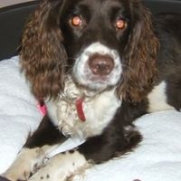 Re: RERe: RERe: RERe: Show me your pets!