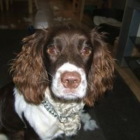 Re: RERe: REFussy dogs - what do you feed your dogs?