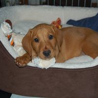 Re: Show us your puppies missus?