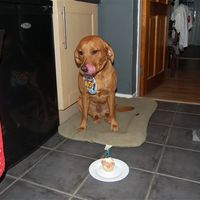 Re: Show us your puppies missus?