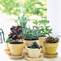 Re: Last Minute Centrepieces