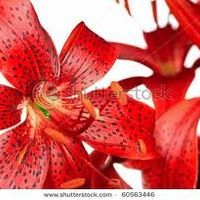 Update *MEGA FLASH* and stress with registrars