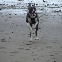 Re: Pics of Hitchers' Pets...