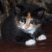 Re: Pics of Hitchers' Pets...