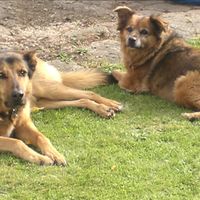 Re: O/T Flash your Pets!