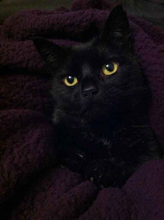 Re: Pet flashes?