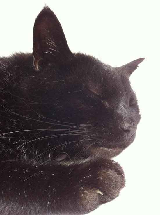 Re: Pet flashes?