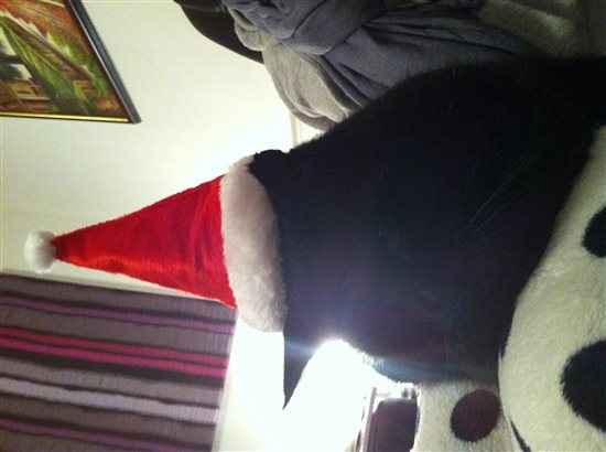 Re: Festive pets