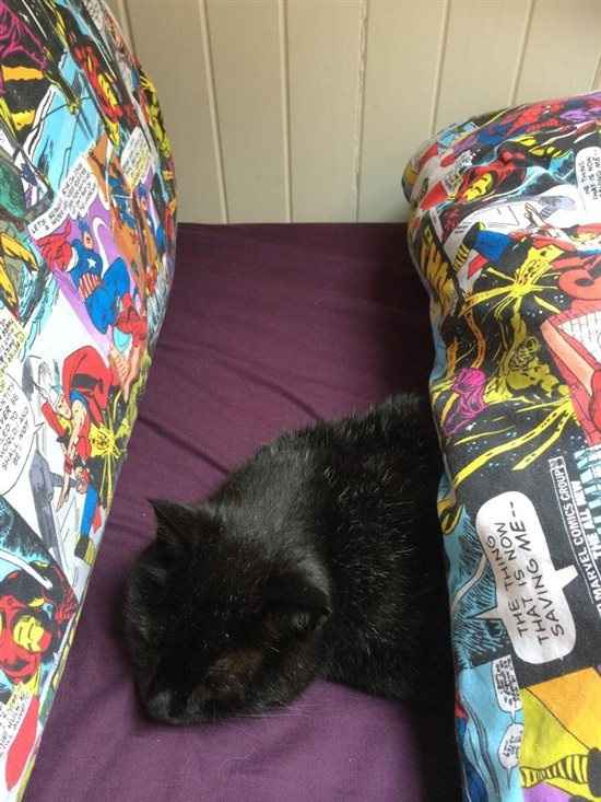 Re: Do you let your pets sleep on your bed?
