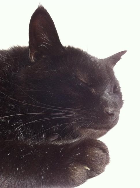 Re: Pet flashes?