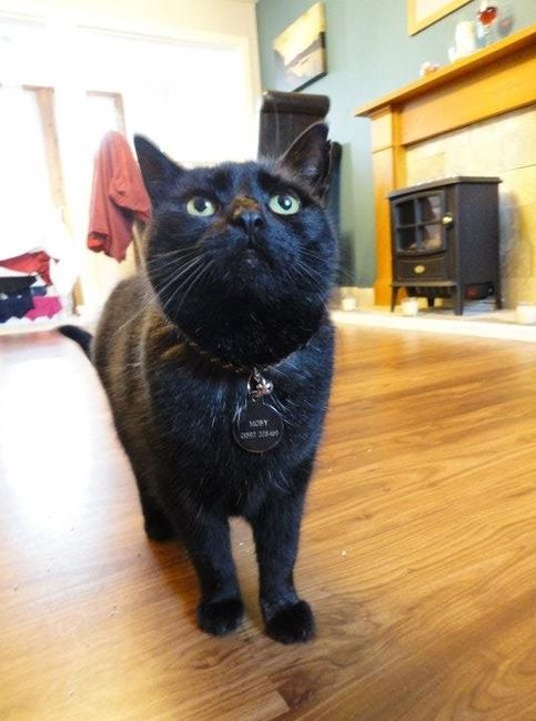 Re: Pet flashes?