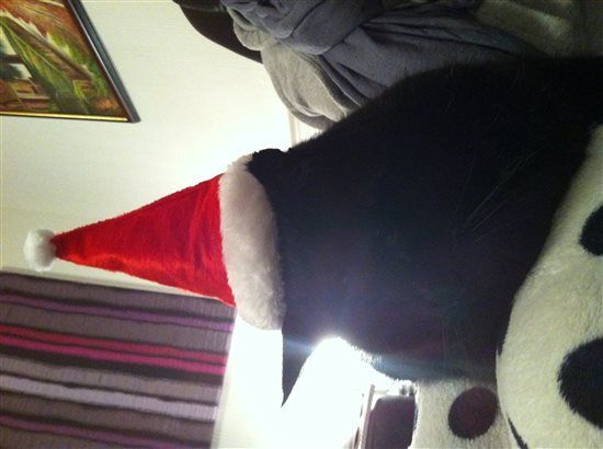 Re: Festive pets