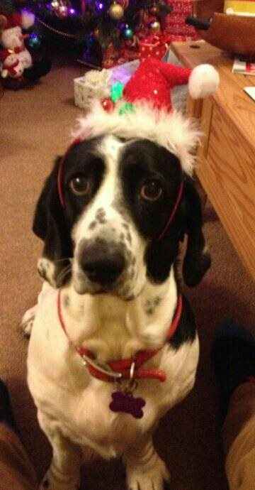 Re: Festive pets