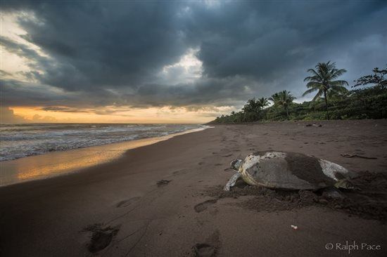 Honeymoon in Costa Rica