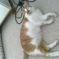 Re: cat re-homing help!