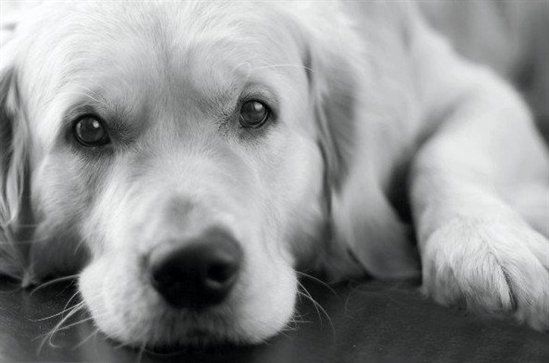 Re: Pics of Hitchers' Pets...