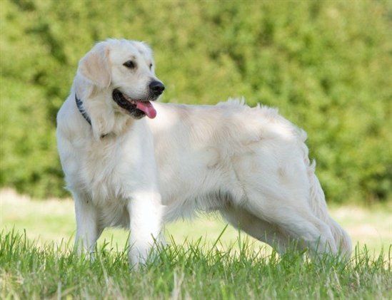 Re: Pics of Hitchers' Pets...