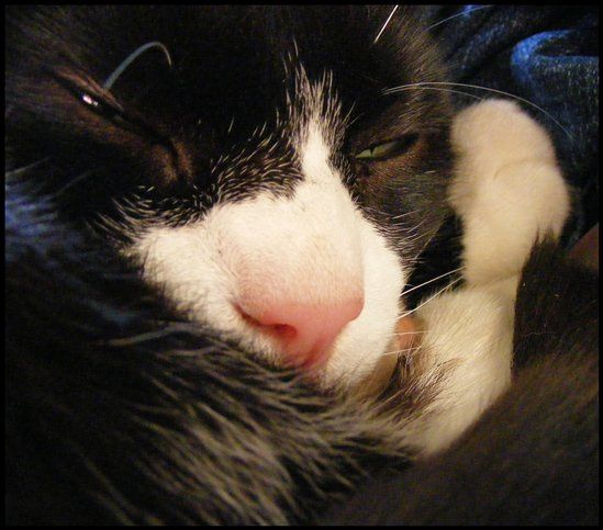 Re: RERe: Show me your pets!