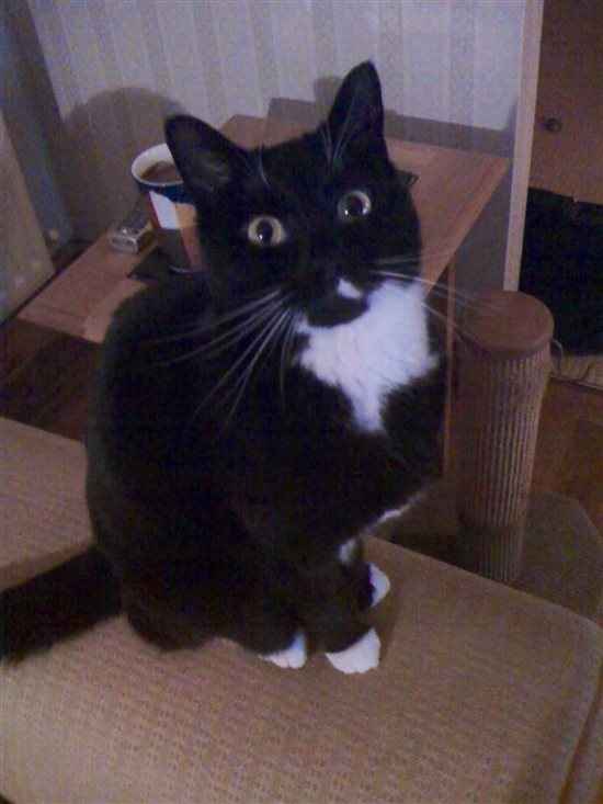 Re: Pets *flash*