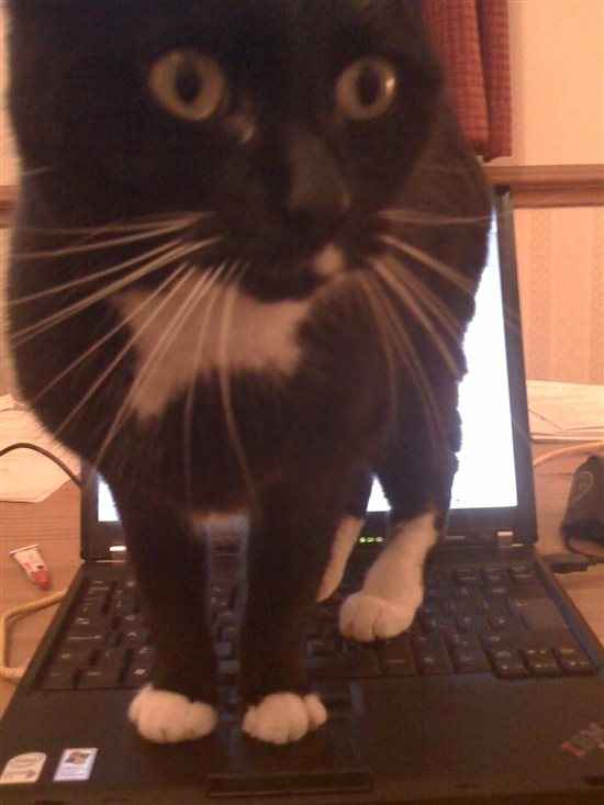 Re: Pet flashes?