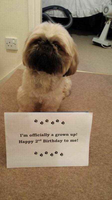 Re: Happy Birthday! (One for dog lovers)