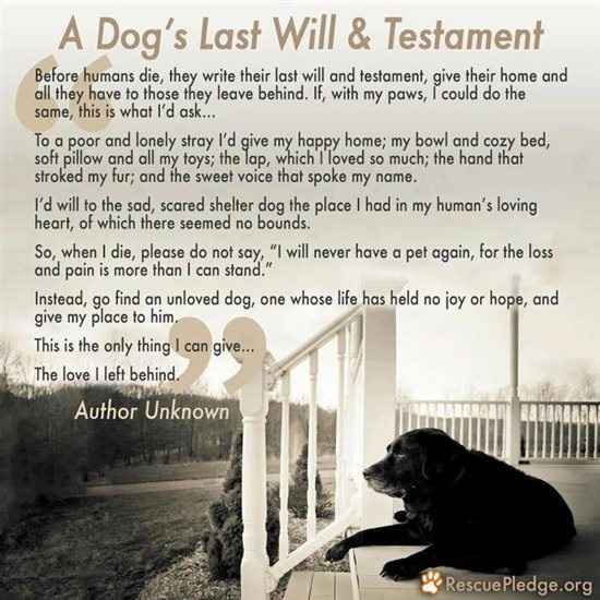 Dog lovers (tissues at the ready *sens*)