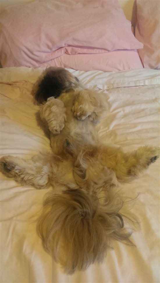 Re: Do you let your pets sleep on your bed?