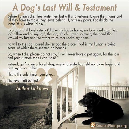 Dog lovers (tissues at the ready *sens*)