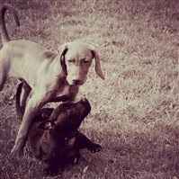 First few weeks with my new toy = lots of dog pictures. Sorry!