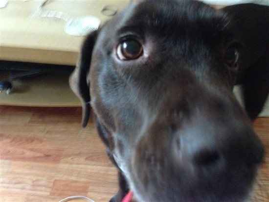 Re: Shameless Pet Flash