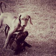 First few weeks with my new toy = lots of dog pictures. Sorry!