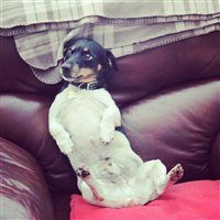 First few weeks with my new toy = lots of dog pictures. Sorry!
