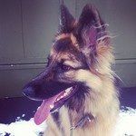 Re: Pet flashes?