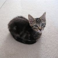 RERe: Show me your pets!