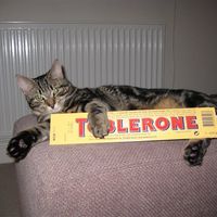 RERe: Show me your pets!