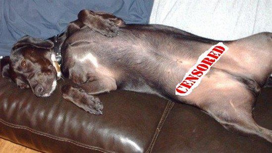Re: Pics of Hitchers' Pets...