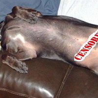 Re: Pics of Hitchers' Pets...