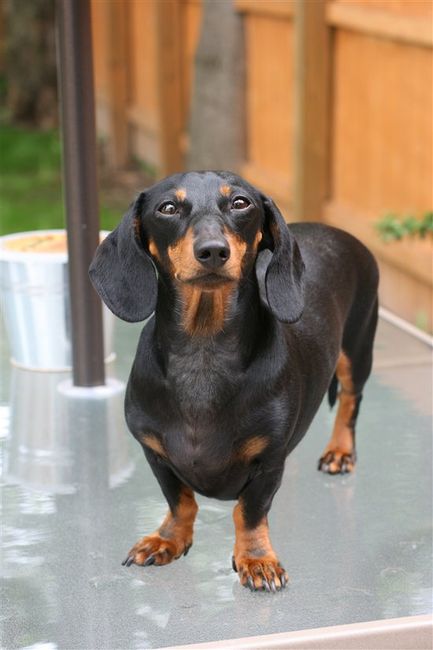 Re: Pics of Hitchers' Pets...