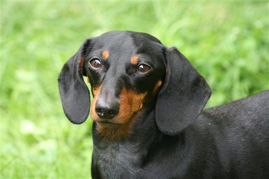 Re: Pics of Hitchers' Pets...