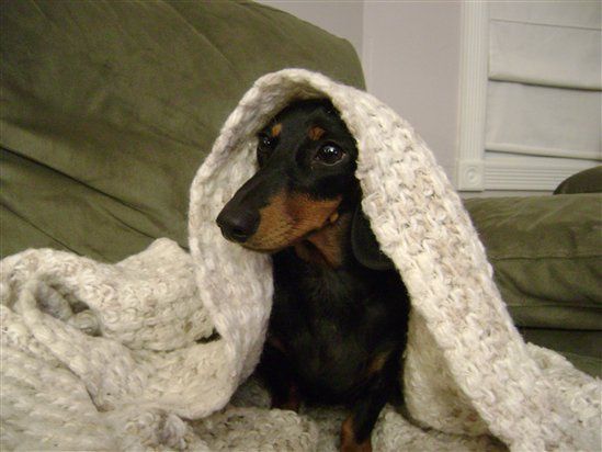 Re: Pics of Hitchers' Pets...