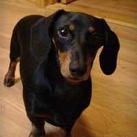 Re: RERe: RERe: Show me your pets!