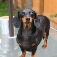 Re: Pics of Hitchers' Pets...