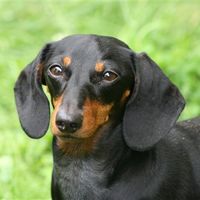 Re: Pics of Hitchers' Pets...