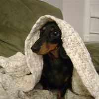 Re: Pics of Hitchers' Pets...