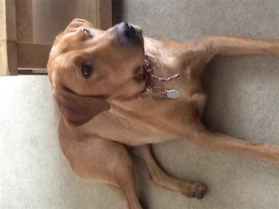 Re: Dog owners - do you avoid dogs on leads when walking your dogs.