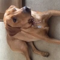 Re: Dog owners - do you avoid dogs on leads when walking your dogs.