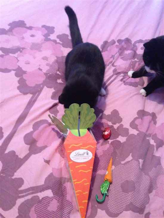 Re: Show me your pets