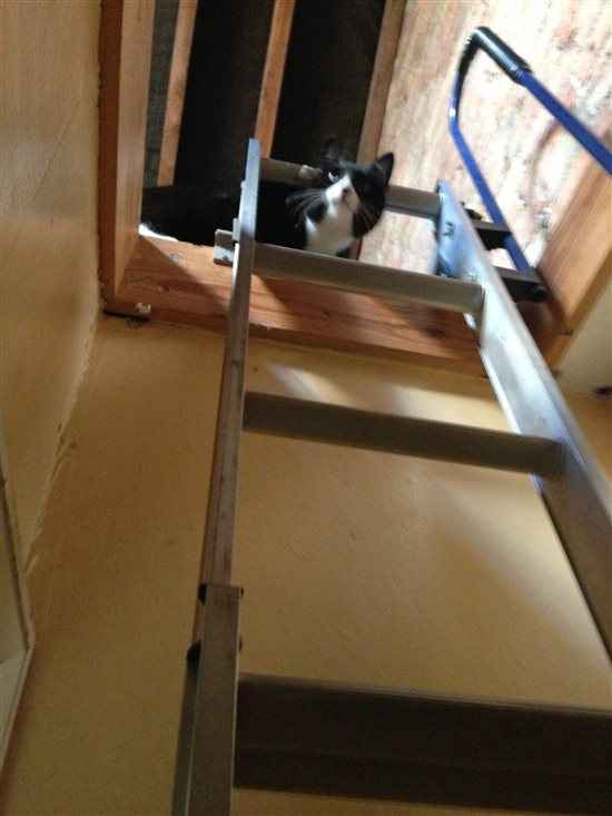 Cats and ladders! 