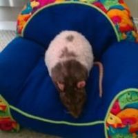 Re: Can i introduce the newest member of our little family?